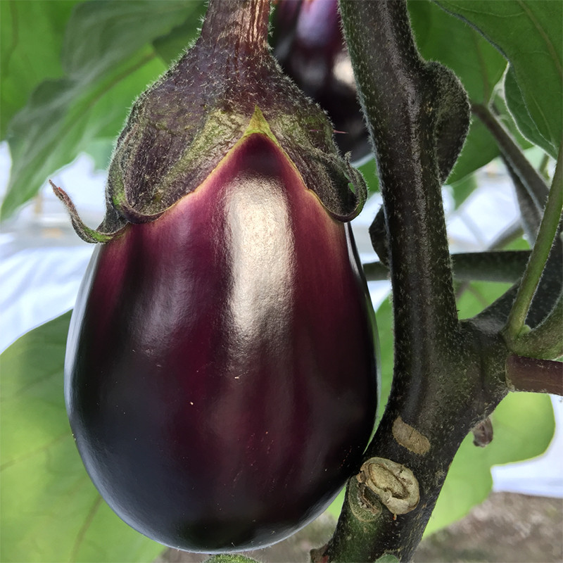 なす ナス - JAみなみ筑後